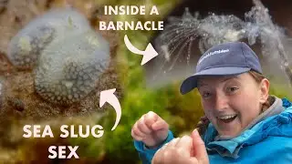 FILMING SEA SLUGS MATING (NUDIBRANCH) extreme low tide rockpooling part 1