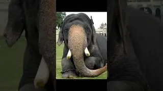 The legendary kumki elephants of karnataka #elephant #beats #elephannature #arjuna #abhimanyu #edit
