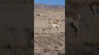 Pronghorn in Tintic Valley, Utah #nature #animals #wildlife #pronghorn #naturelovers #love