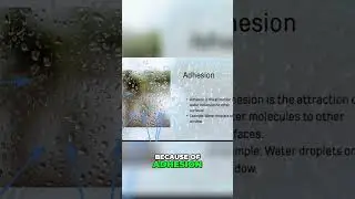 The Science of Adhesion:  How Water Molecules Stick Together