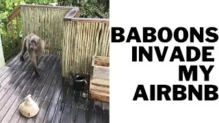Baboons Invade my AIRBNB - Table Mountain Animals - Cape Town