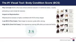 Optimizing Nutrition for Better Productivity Performance in Bovines | ABS India Technical Video