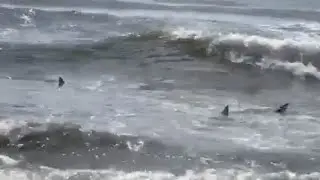 Tennessee residents encounter sharks close up in North Myrtle Beach