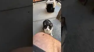 the SUSPENSE! cat vs fly || ekekekkekkek