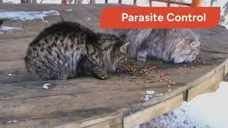 &ldquo;Preventive Care for Cats: What&rsquo;s New 🐾 #CatHealth #PetWellness&rdquo;