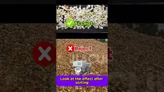 How to Extract High-Purity Quartz from Pebbles | AI Ore Sorting Demo 🔍💎| JiaCui