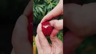 #delicious #fruitcutting #nutrious #nutritive #fruit #natural #fresh 🍓🫒🍒🍓#viral #viralfruits #vairal