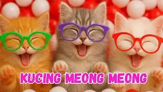 Kucing Lucu - ANAK KUCING MEONG MEONG - KUCING PERSIA KUCING PUTIH - KUCING GEMOY - Lagu Kucing