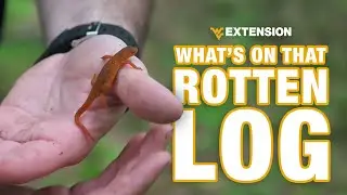 Wild Owens show us what's living in that ROTTEN LOG
