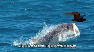 Calanus finmarchicus：北大西洋豐富的浮游動物物種