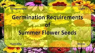 Germination Requirement of Summer Flower Seeds