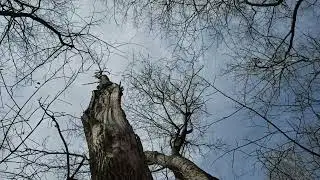 ID That Tree: White Ash