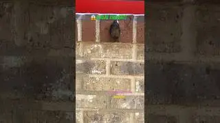 Unbelievable Encounter: Real Live Bat Found at Gas Station Wall! 🦇#wildlife #bats #mustwatch #fyp