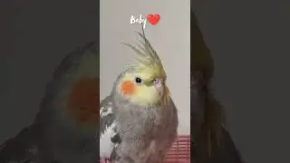 Fat Baby How Look cute  🥴❤️ #cockatiel