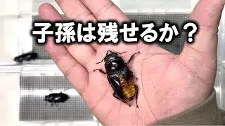 羽化不全ながら生きながらえたメスは子孫を残せるのか？