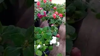 🌸 Бальзамины махровые &mdash; цветущее воплощение семейного счастья! 🌿