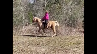Racking Horse For Sale