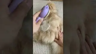Keep Your Cat Clean and Happy With Magic Grooming Brush