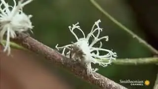 Planthoppers b&ouml;ceği- S&uuml;bhanAllah