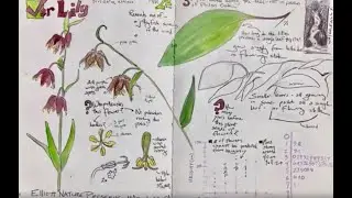 The Nature Journal Connection, Episode 25, Sampling and Graphing