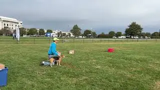Ziti passes the AKC FETCH Novice test!