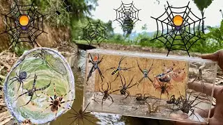 Hunting Top Weaver-orb Spider In Along The River !!