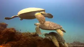 Best of 2019 Year End Video from Paul Dabill Photography