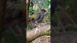 Red Browed Finch after bath | Aviary Birds