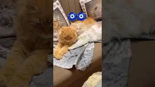 Cute Moments |#viral #youtubeshorts #shorts #trending #love #petshub #cat