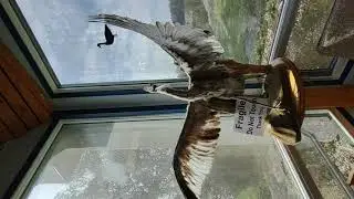Alfred Hole and goose sanctuary