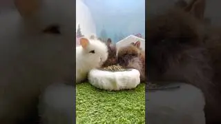 the fluffies have lunch 🐰😋🌸 #cuteanimals #animaux #conejitos #rabbit #shortvideo #shorts #skate