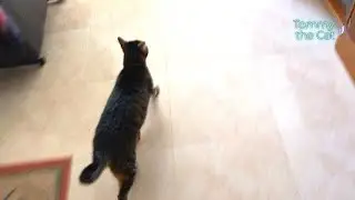 Did my cat just ask me to follow him ?