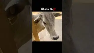 Relatable🥹💯||Priyanshuvideo||Khan sir❤️||#youtubeshorts #shorts #khansir #emotional #animals