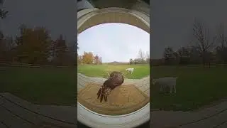 Goat Saves Cat From Brutal Eagle Attack 😱🐐🦅 (Caught on Doorbell Camera)