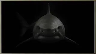 Black & White Shark Portrait | Bold Frame TV Screensaver Art