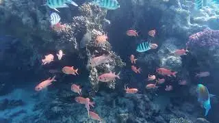 Marsa Mubarak (snorkeling)