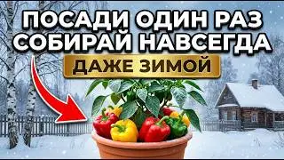 7 секретов, как выращивать «бесконечный» перец (без копания)