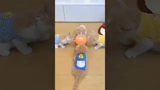 Cute Kittens Drinking Milk🍼✨😻#cat #kitten #cute #funny #shorts #Catsology26