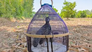 پیور سندھی کالے تتر کی اواز سندھی چڑکی نسل کا کالا دتن چل سو چل pure Sindhi Kale teetar Ki Awaaz