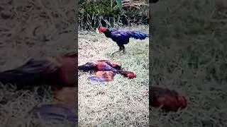 cock fight #cocktail #fight