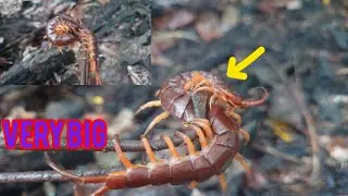 Looking for animals, snakes, lizards, and snails 0020-NATURE