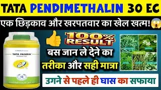 Tata Panida Herbicide Uses | Pendimethalin 30 EC Kharpatwar Nashak Dawa Kaise Aur Kab Use Karein?