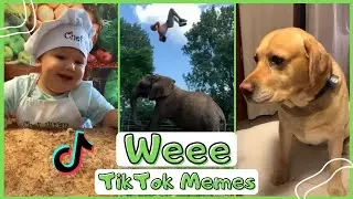 Wee Meme TikTok Compilation | Try Not To Laugh