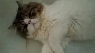 Kucing rika cat'house palembang