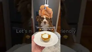Dog Friendly Pumpkin Pie