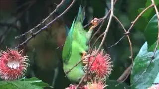 Vernal Hanging Parrot - Loriculus Vernalis