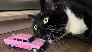 Sweet Cat Cherry. Cute Cat video for relaxation and good vibes. Funny Cat video 4K for relaxation 