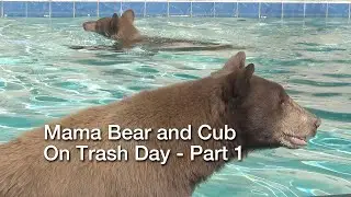 Mama Bear and Cub on Trash Day (Morning)  -  Part 1