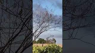 Um dos mais belos p&aacute;ssaros que existe! Gil Saraiva.