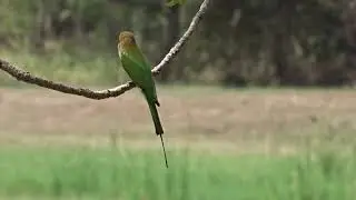 Green Bee-eater - Sri Lanka - Feb 2019